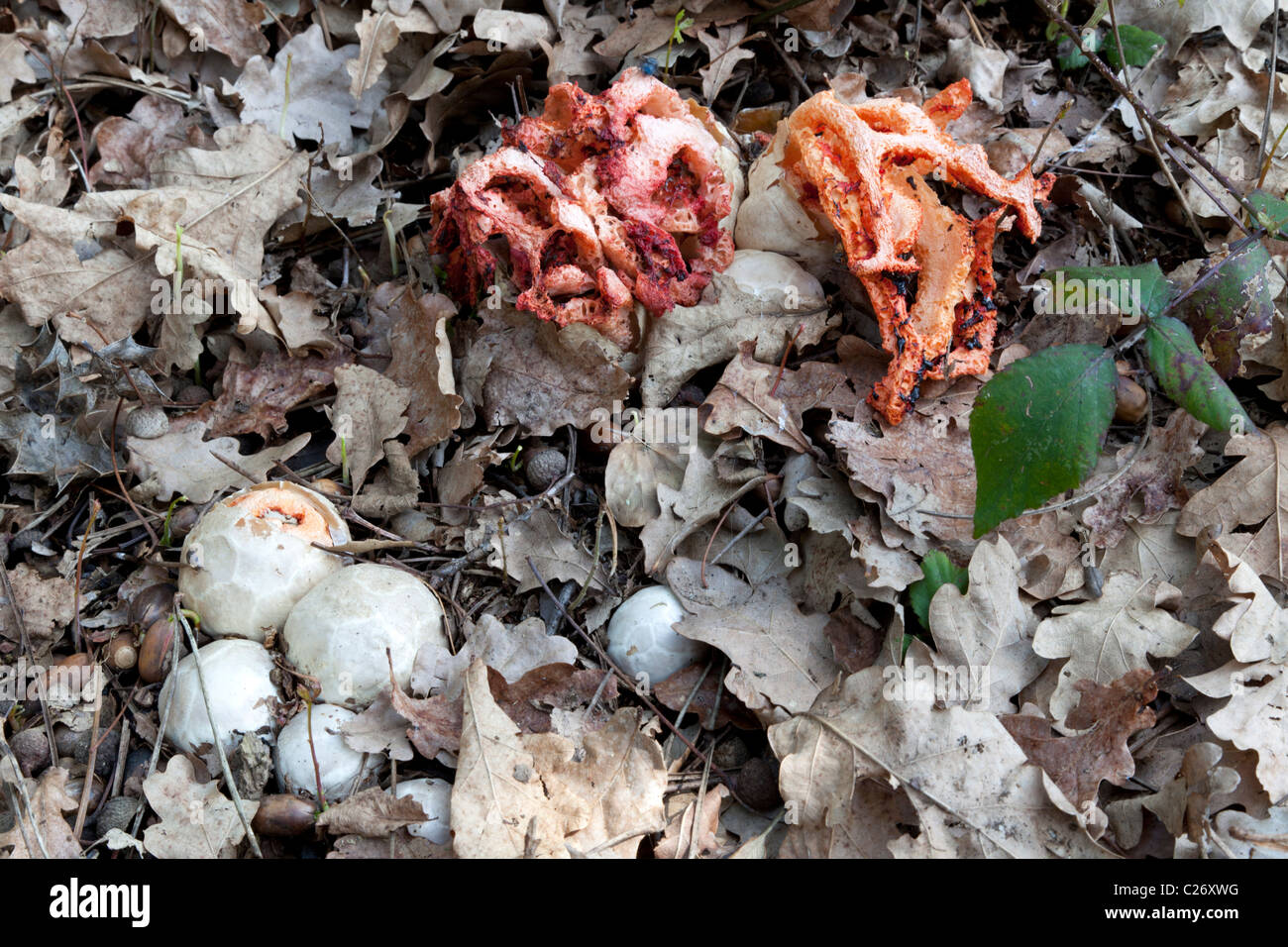 Various stages of development of Red Cage mushrooms (France). Différents stades de développement du champignon Clathre rouge. Stock Photo