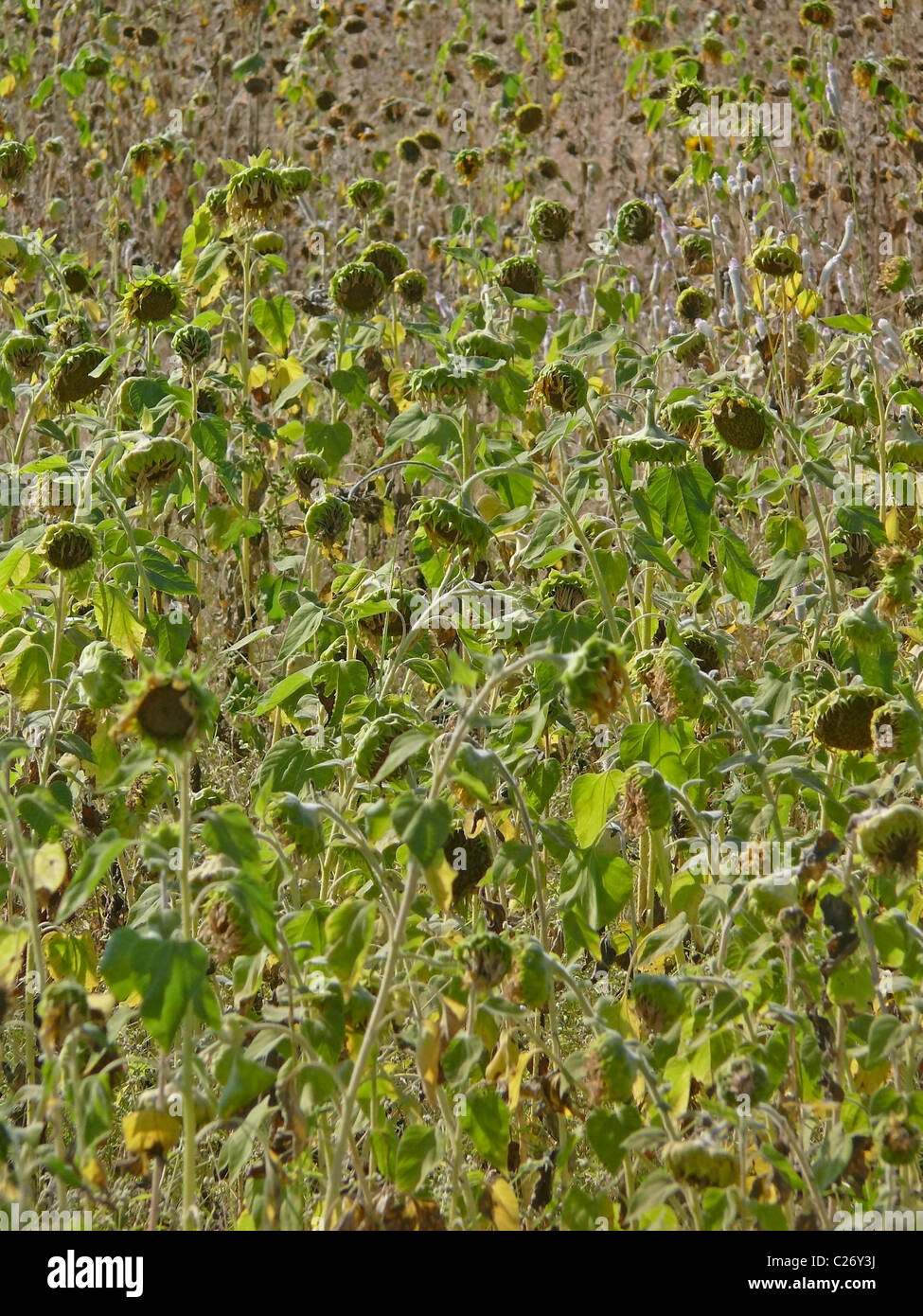 Field of Sunflowers, Helianthus annuus L., Helianthus aridus Rydb., Helianthus lenticularis Dougl. ex Lindl. Stock Photo