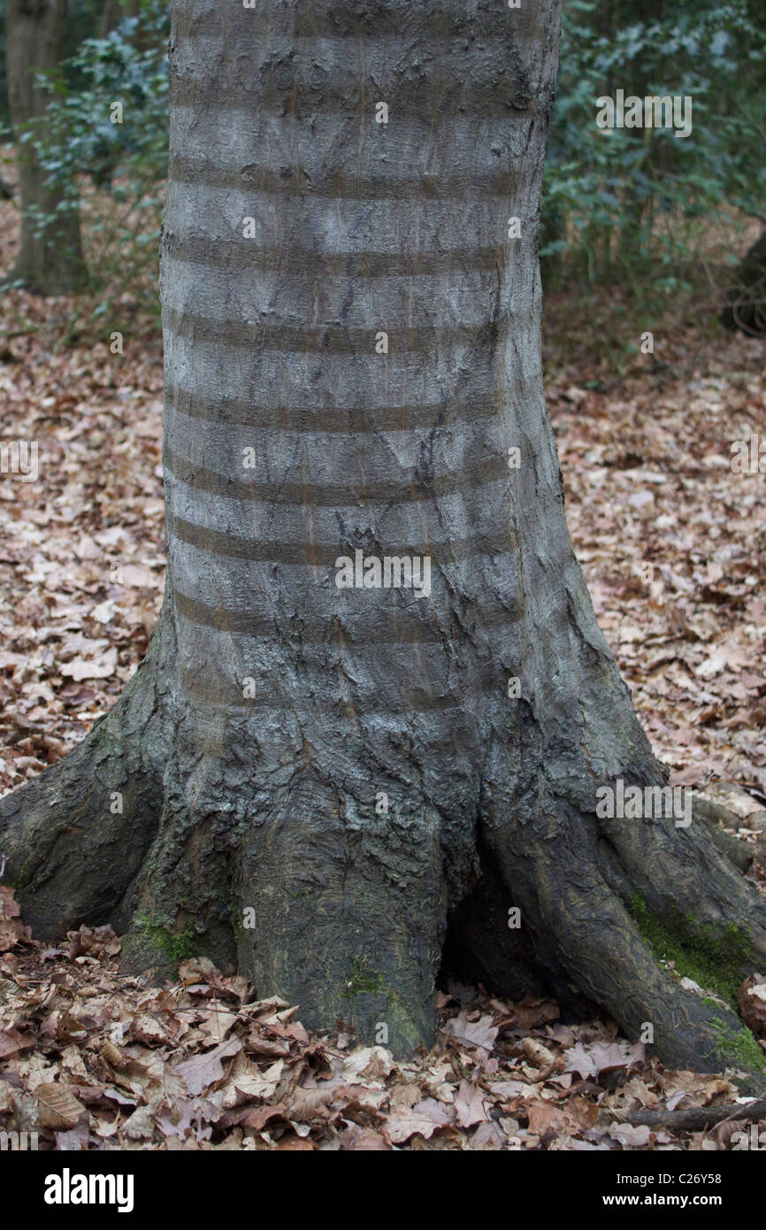 Stripy tree trunk Stock Photo
