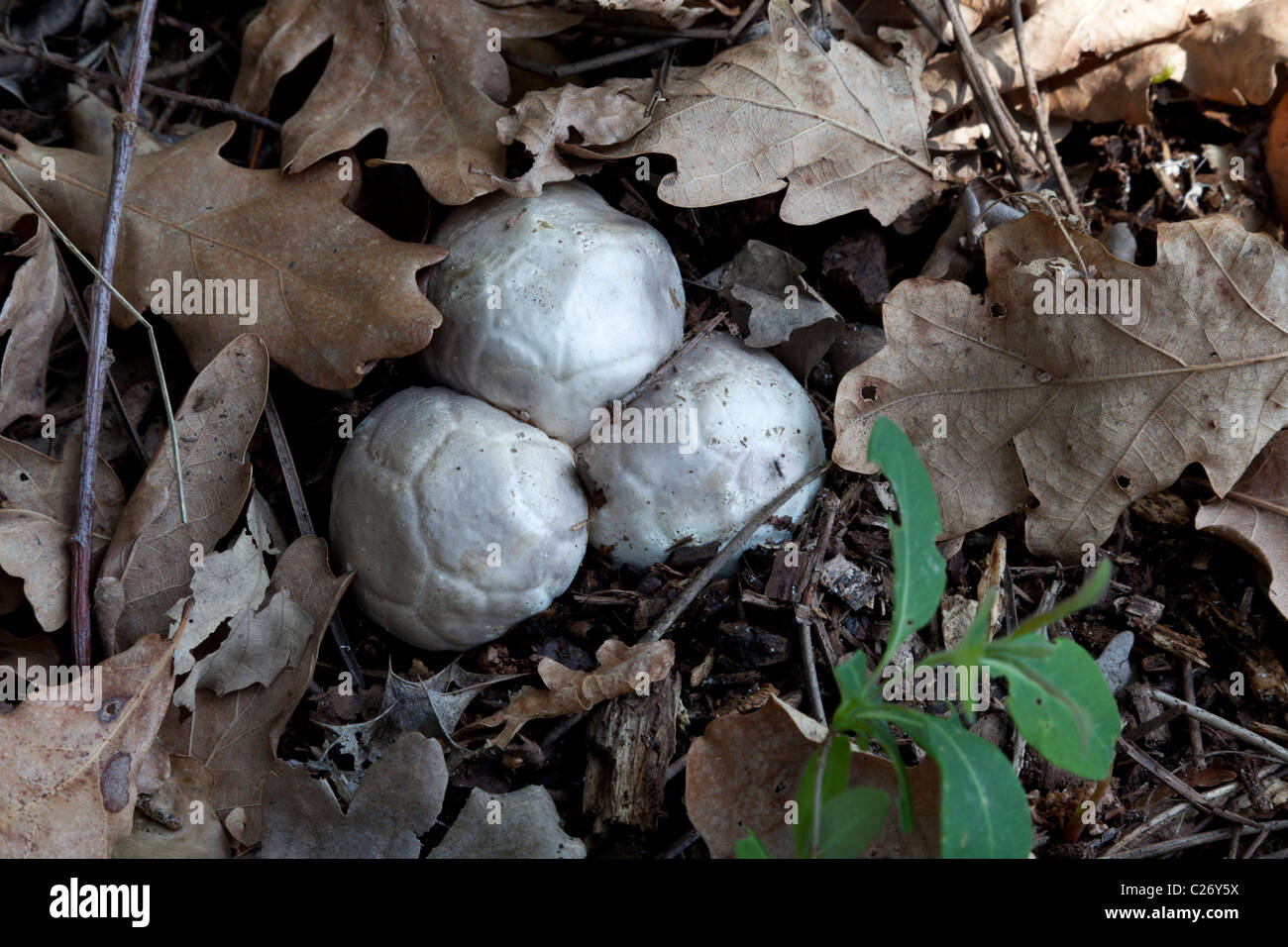 Young Red Cage fungi looking like eggs (France). Jeunes champignons Clathres rouges ressemblant à des oeufs (France). Stock Photo