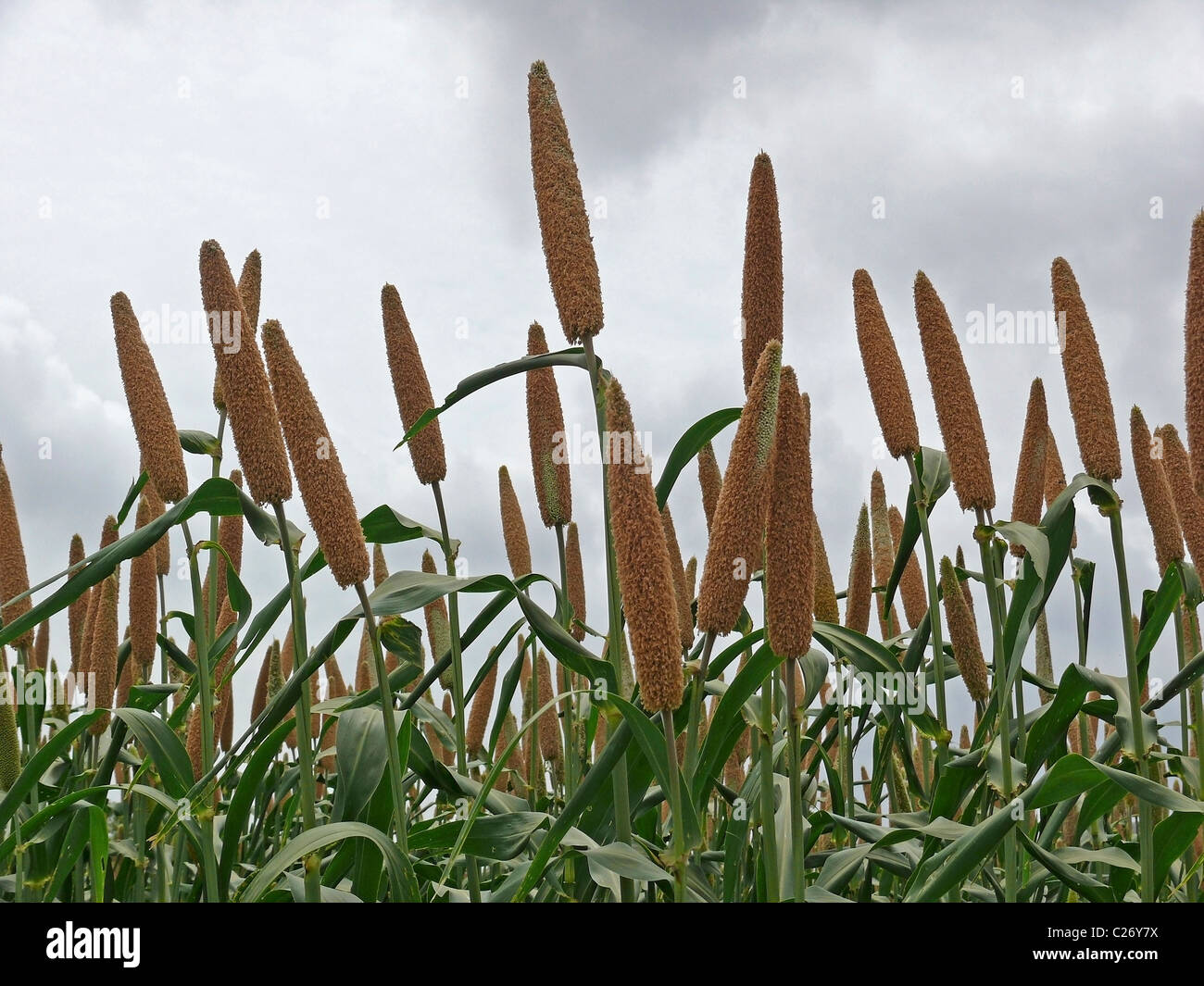 Field of bajari hires stock photography and images Alamy
