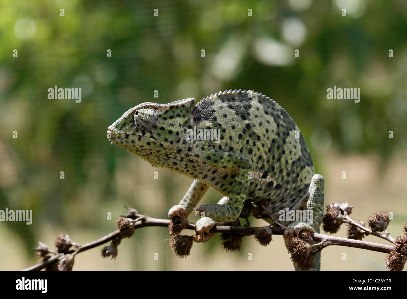 Chameleon on a twig, Uganda Stock Photo