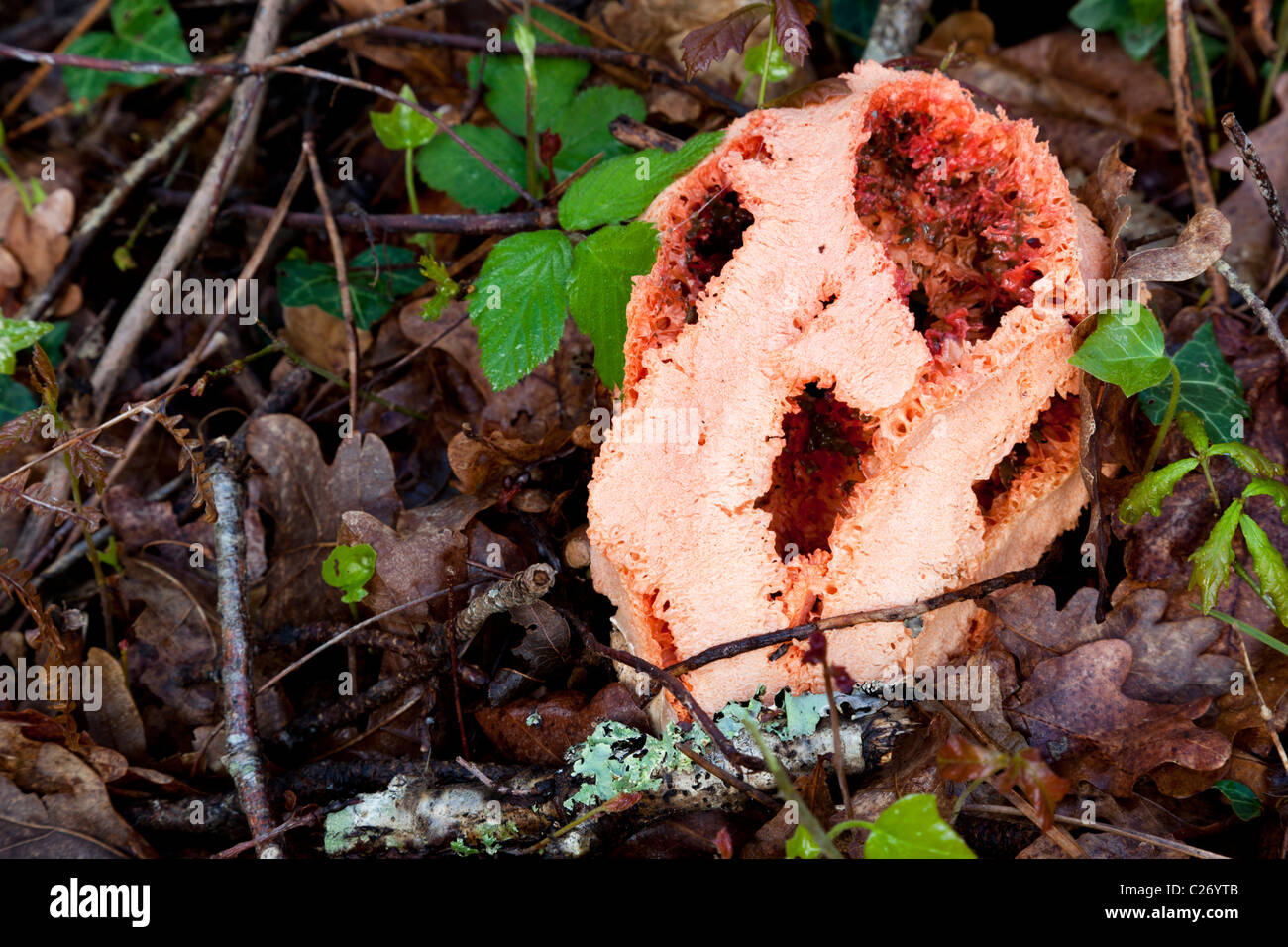 The weird red cage fungus showing its hollow lattice structure. Le champignon Clathre rouge montrant sa structure creuse. Stock Photo