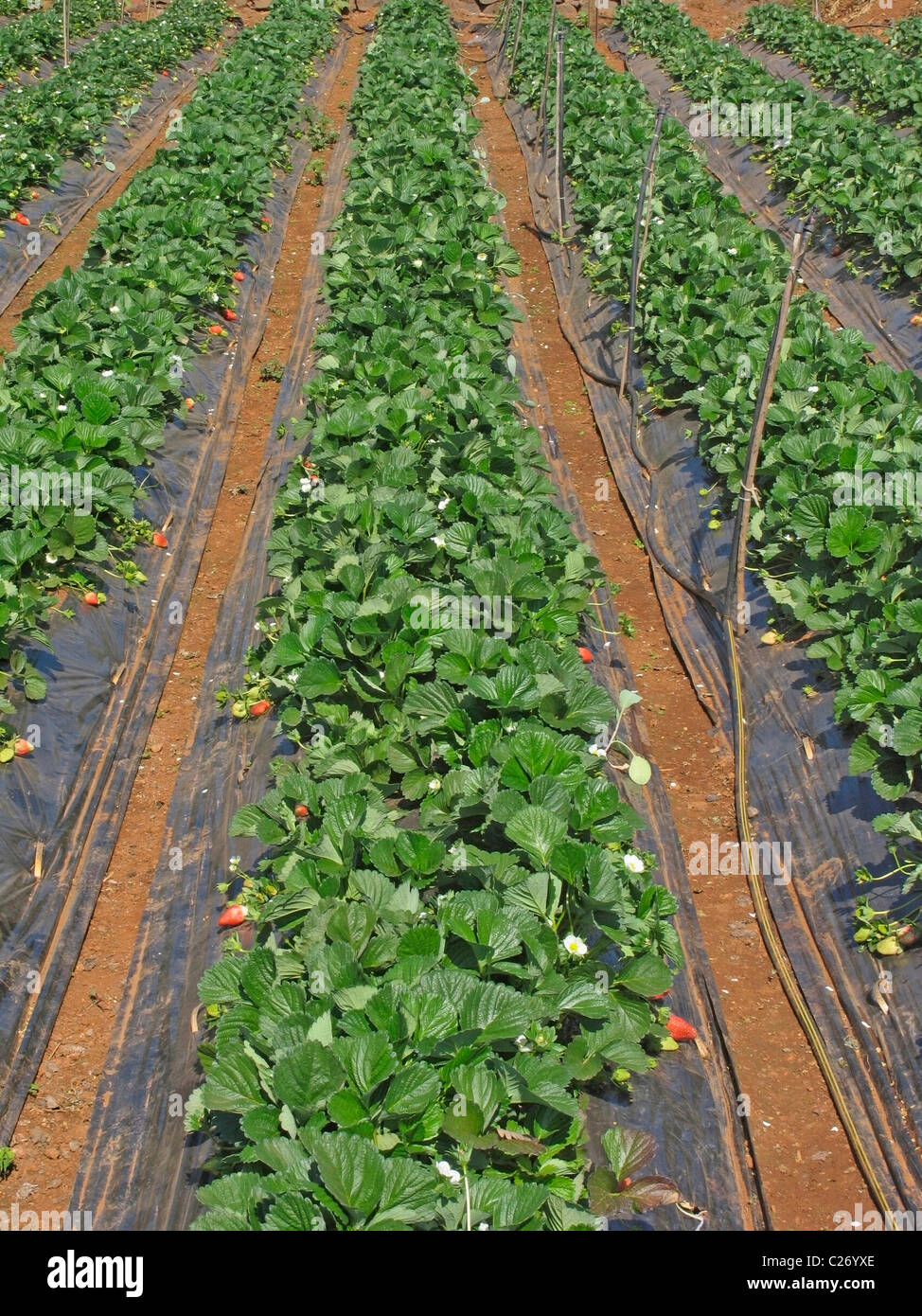 Field of Strawberry fruits, Fragaria x ananassa Stock Photo