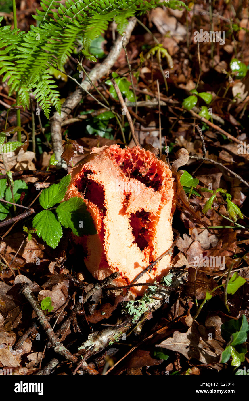 The weird red cage fungus showing its hollow lattice structure. Le champignon Clathre rouge montrant sa structure creuse. Stock Photo
