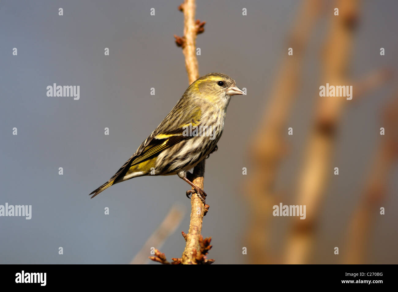 A female siskin perched on a twig UK Stock Photo