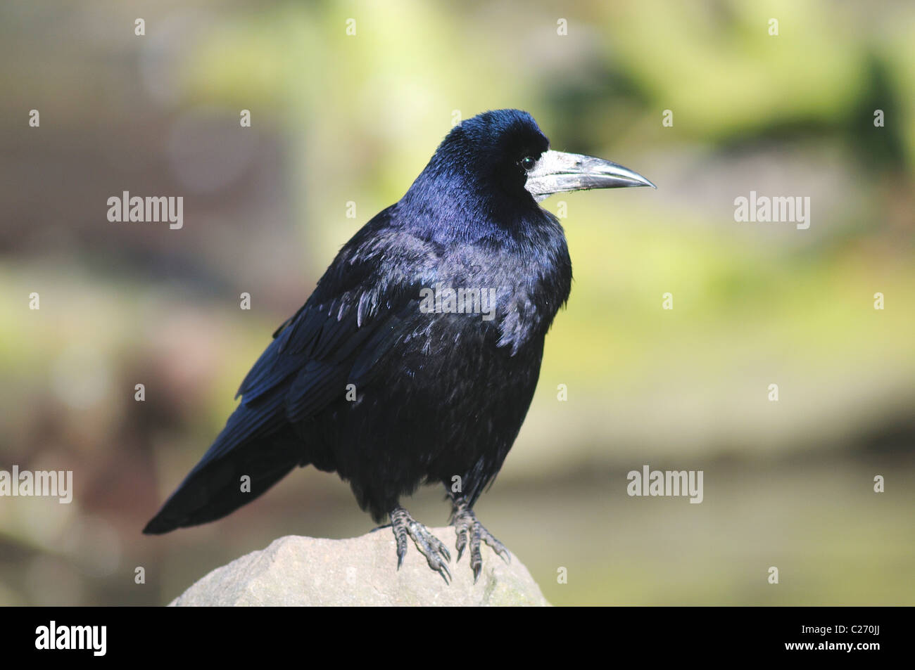 A single rook perched on a stone surveying the land UK Stock Photo