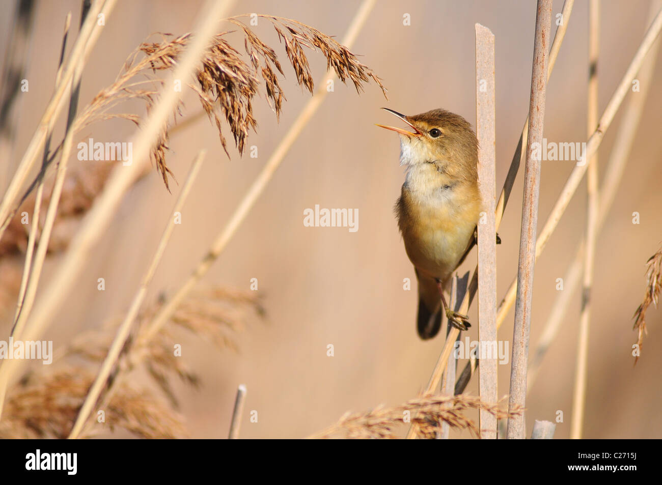 A reed warbler singing in the reeds UK Stock Photo