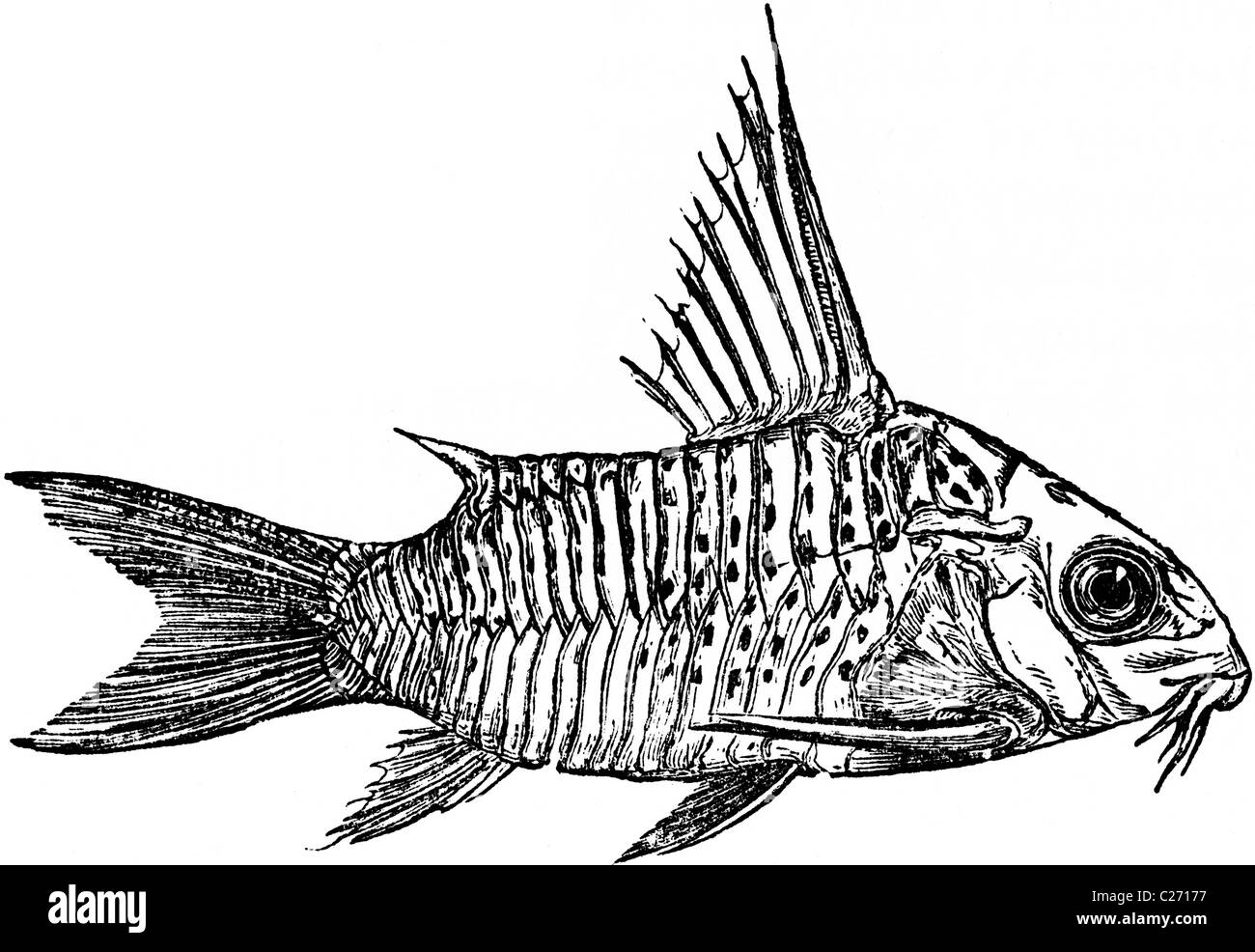19th Century book illustration, taken from 9th edition (1875) of Encyclopaedia Britannica, of Callichthys Stock Photo