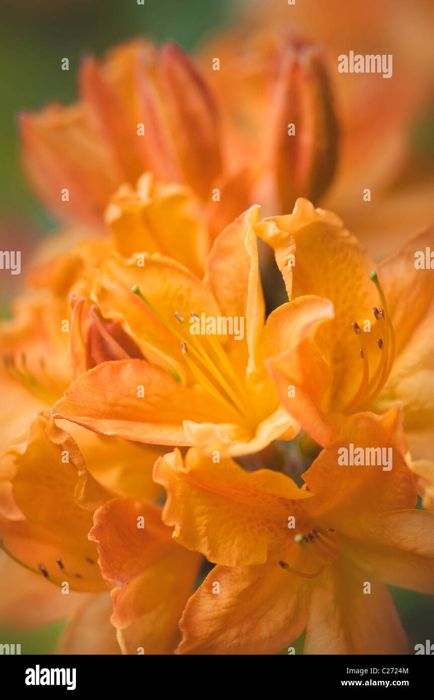 Close-up image of the vibrant orange Rhododendron calendulaceum   Orange Flame Azalea Stock Photo
