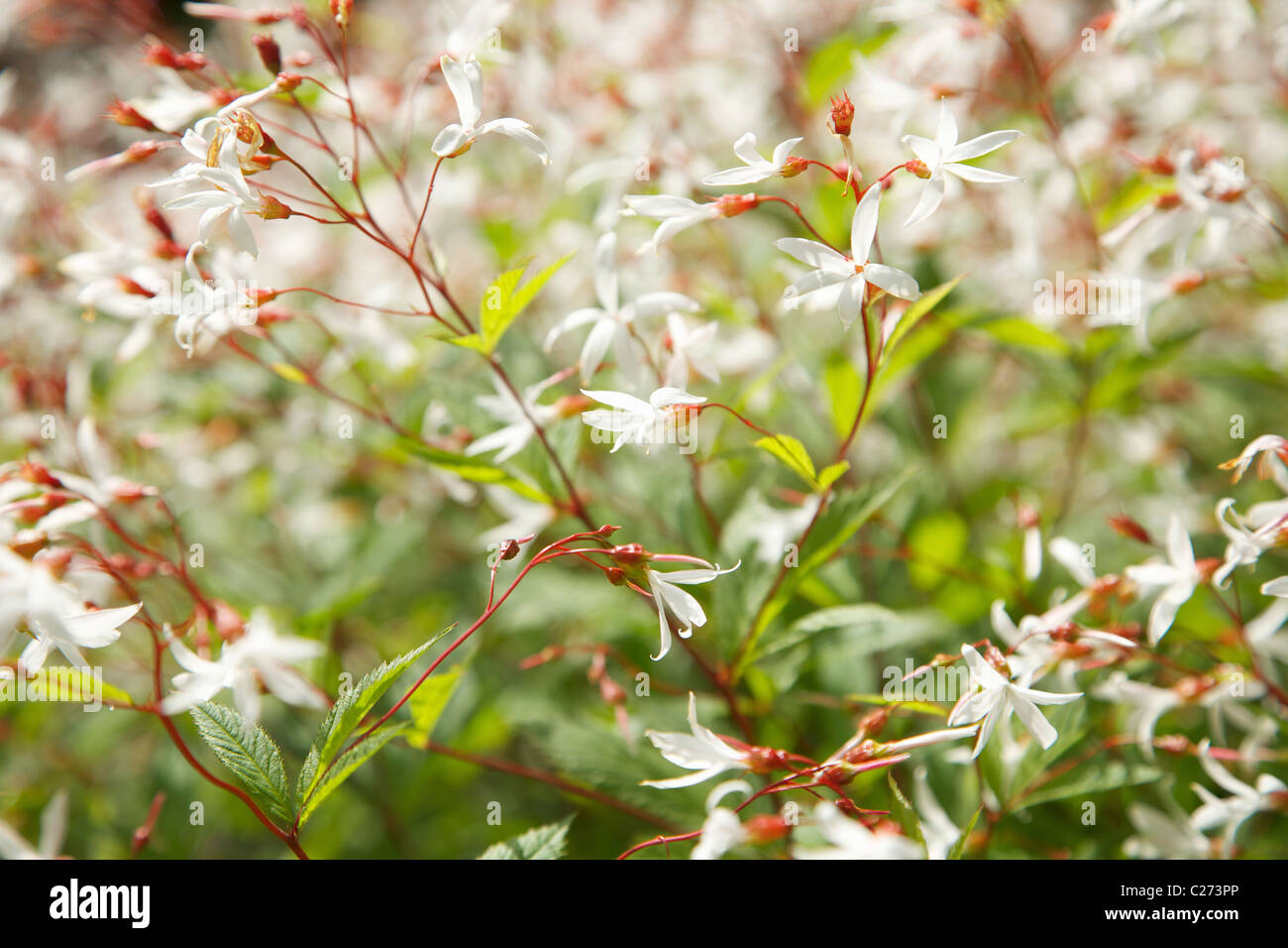 Bowmans Root Gillenia Trifoliata High Resolution Stock Photography and ...