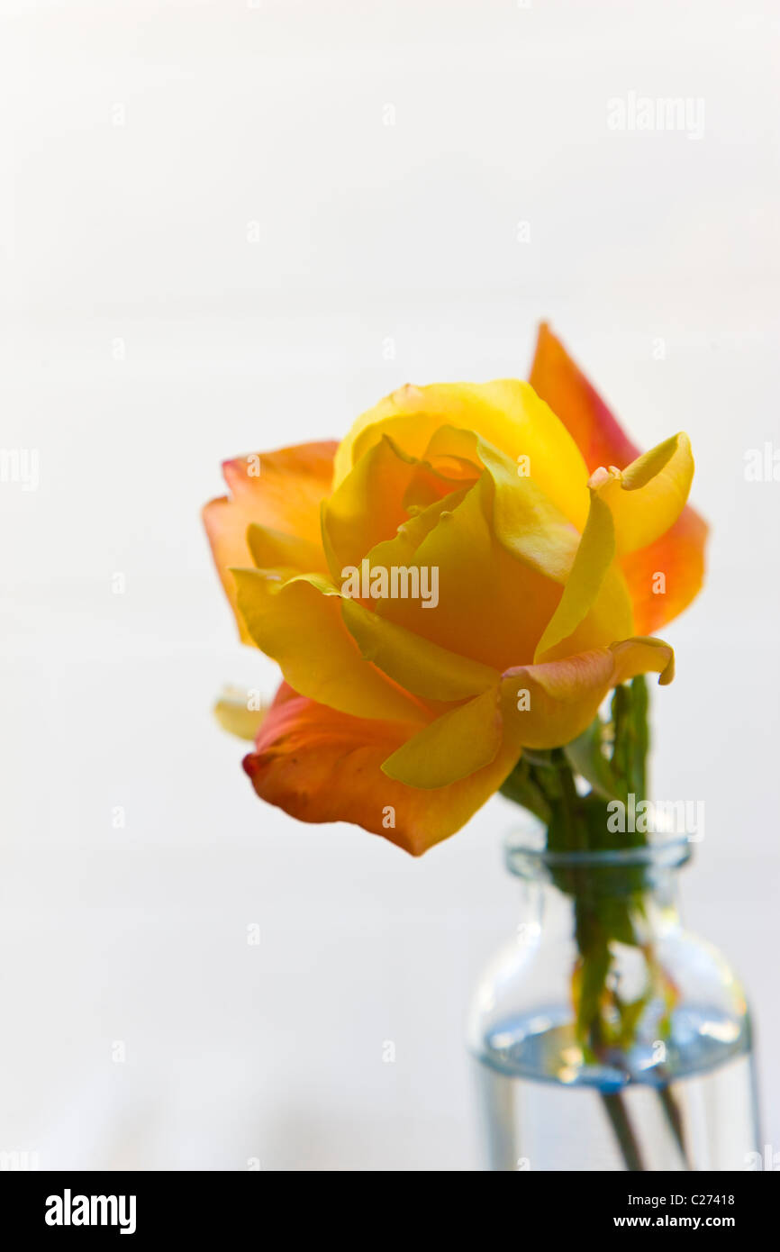 Yellow Rose in Glass Bottle Stock Photo Alamy