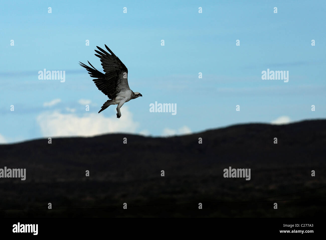 Osprey Sea Eagle ( Pandion haliaetus ) in flight, Cape Range National