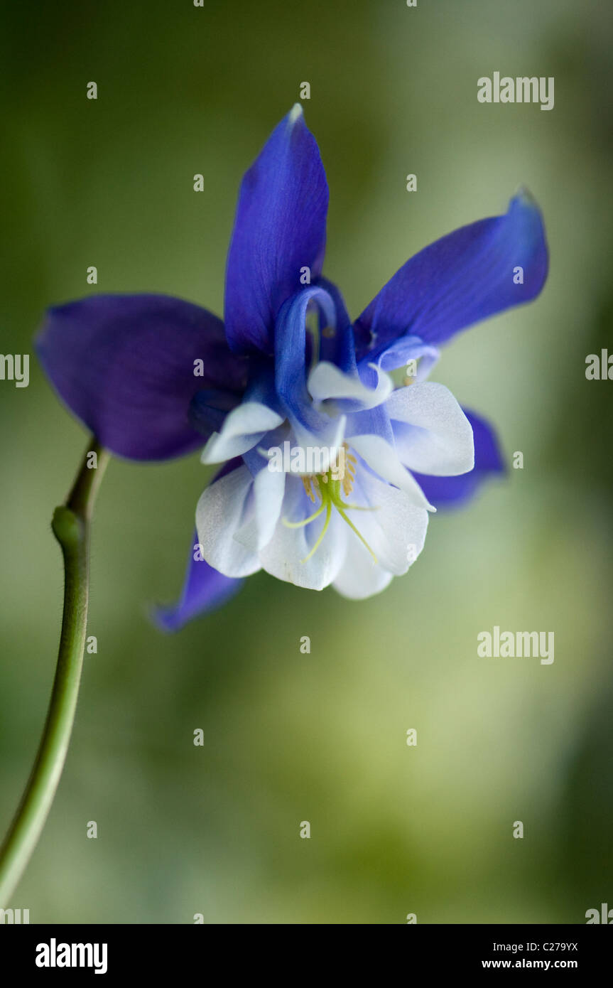 Close-up image of the beautiful spring flowering, blue Aquilegia flower also known as the columbine or Granny's bonnet. Stock Photo