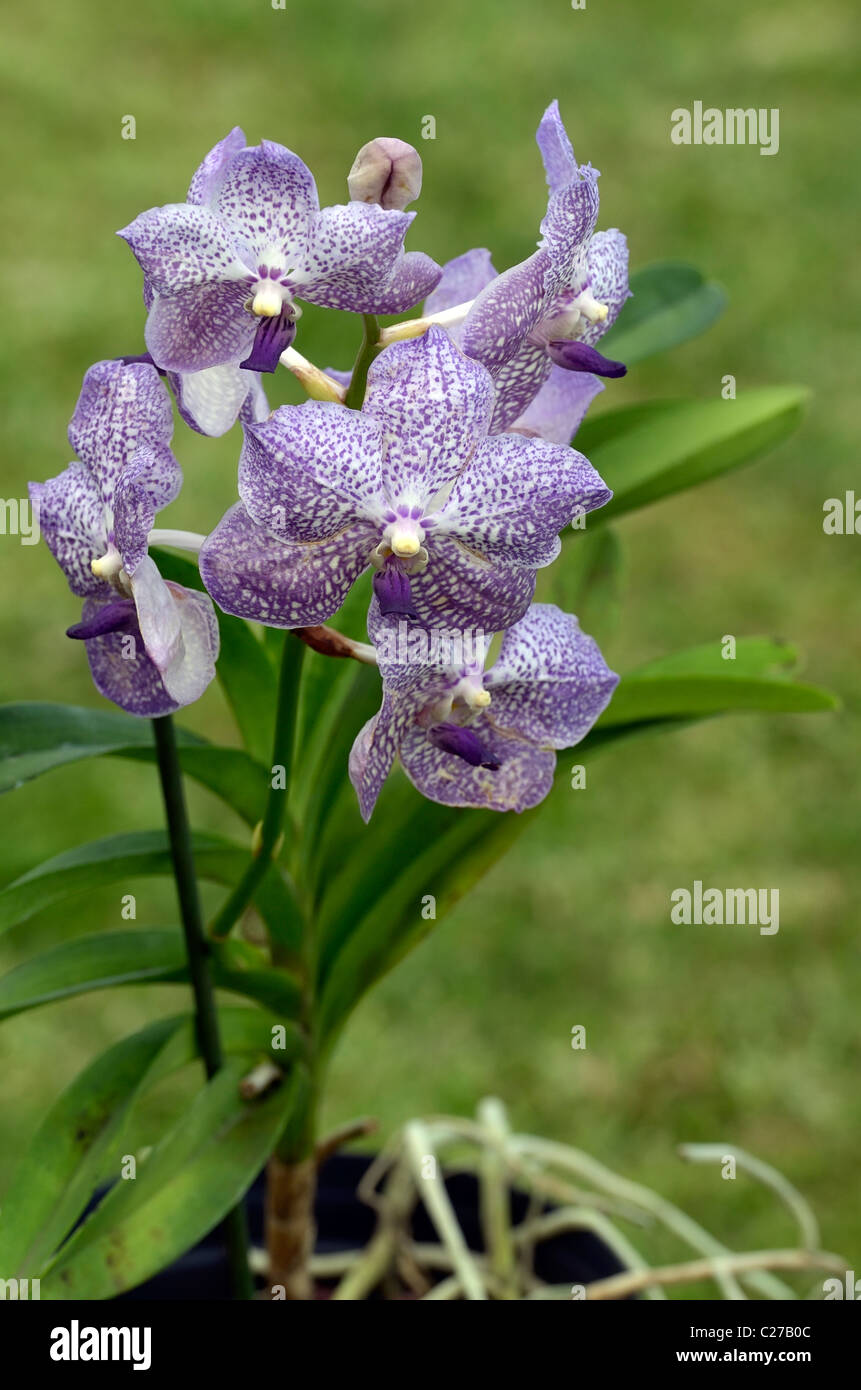 Flowers of vanda orchid Stock Photo