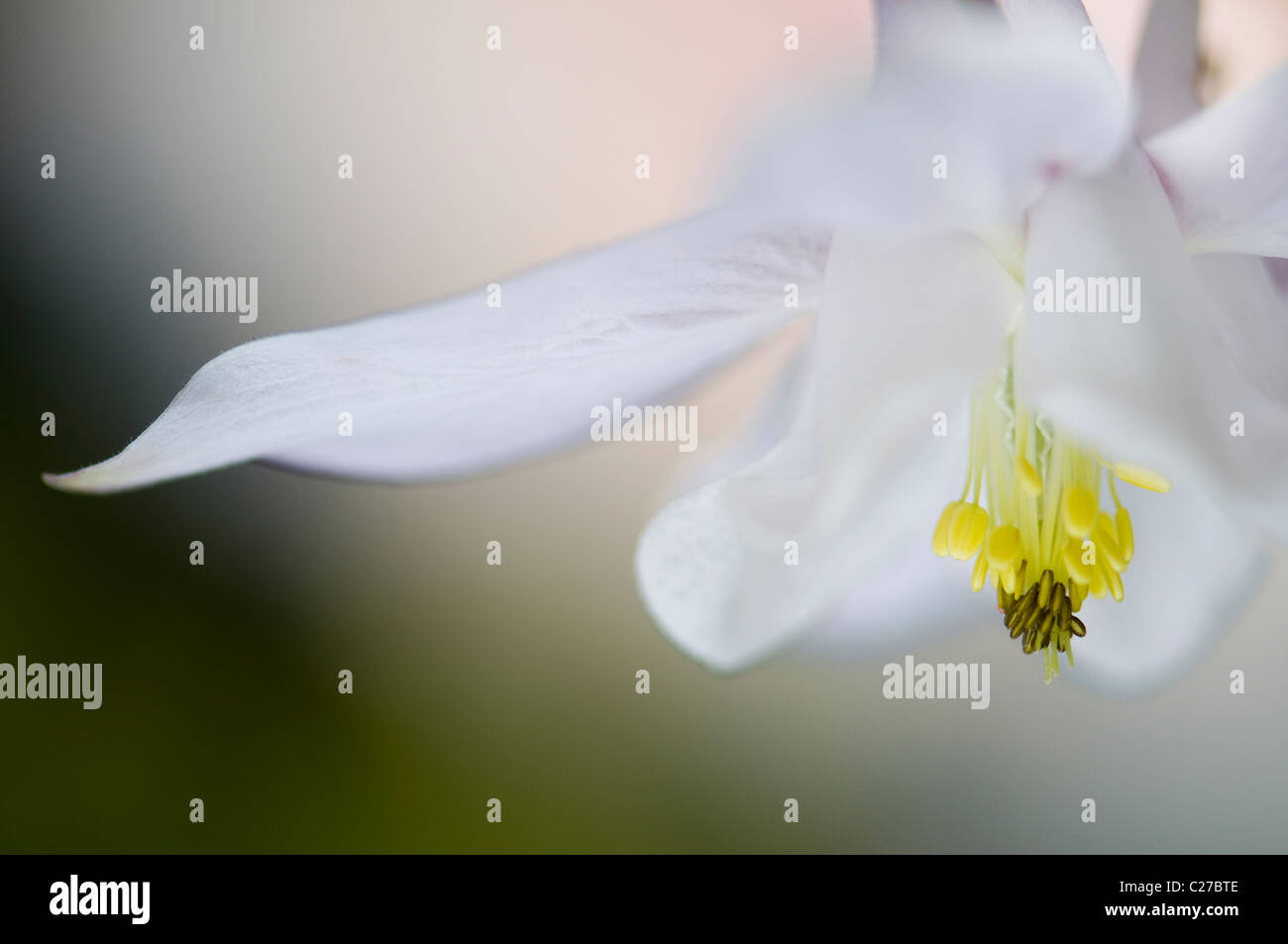 Single white Aquilegia vulgaris flower -  columbine Stock Photo