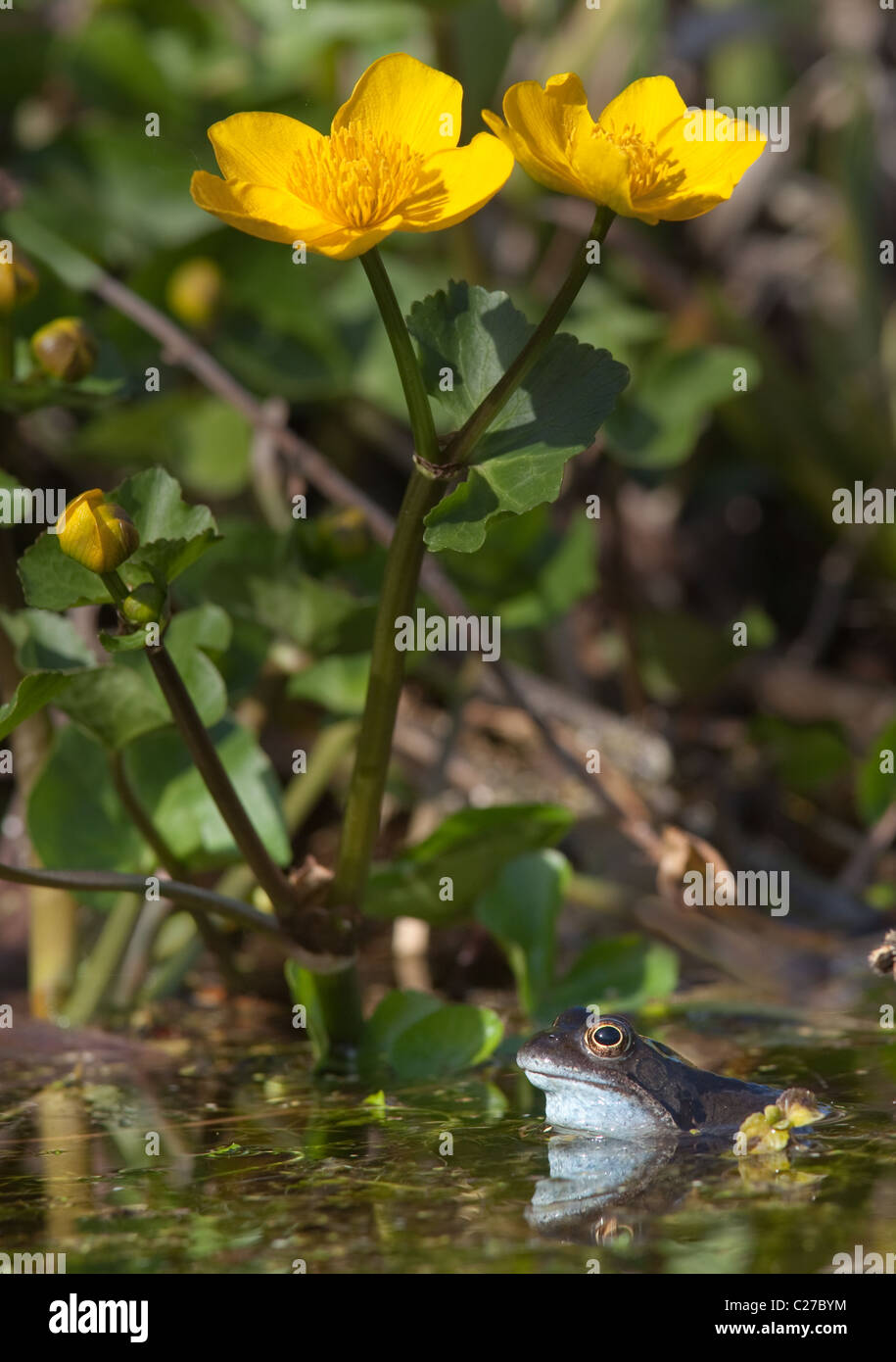 Common Frog Rana temporaria and marsh marigold March Norfolk Stock Photo
