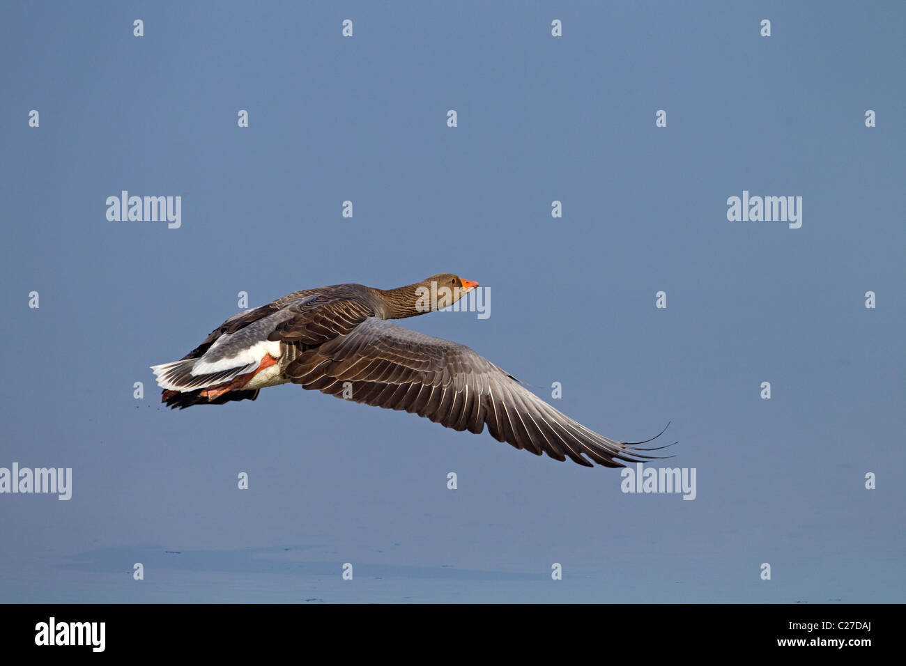 Greylag Geese Anser anser taking off against blue sky Stock Photo