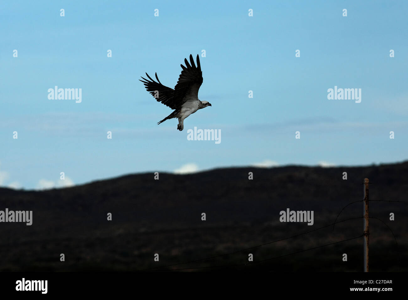 Osprey Sea Eagle ( Pandion haliaetus ) in flight, Cape Range National