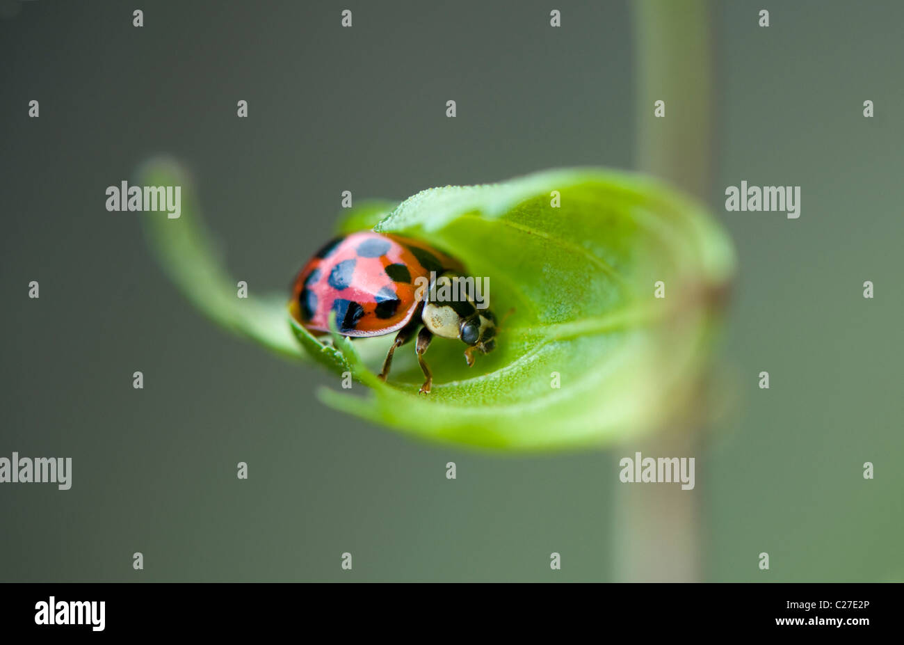 Harlequin Ladybird - Harmonia axyridis Stock Photo