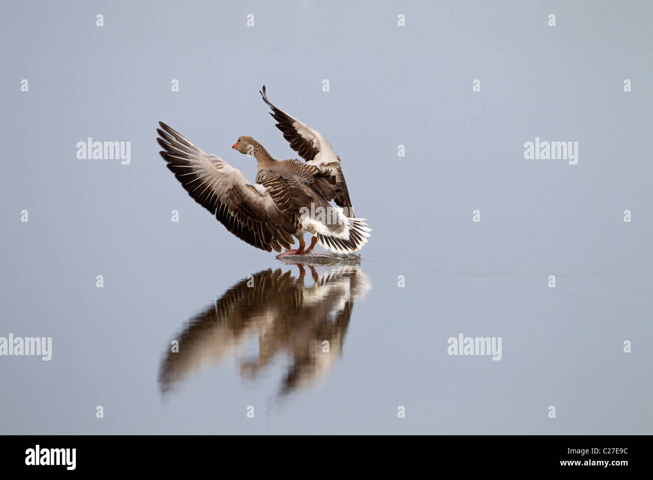 Greylag Goose Anser anser landing reflected in calm water Cley Norfolk Stock Photo