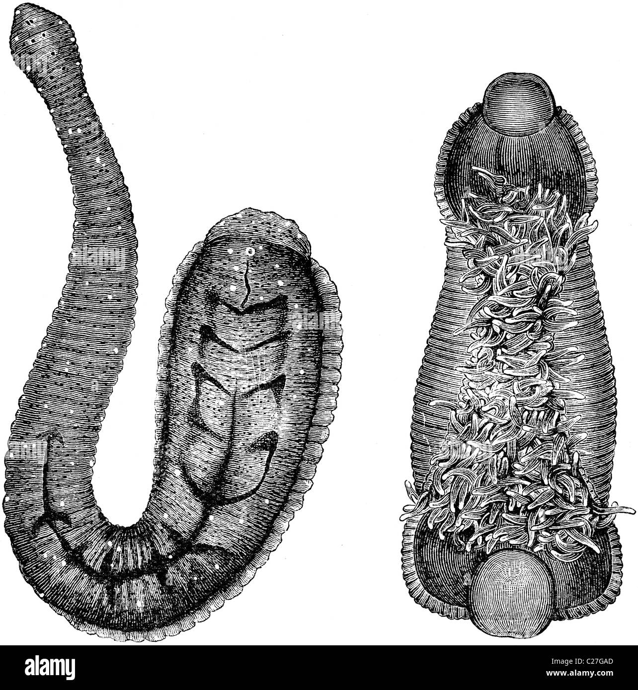 19th Century book illustration, taken from 9th edition (1875) of Encyclopaedia Britannica, of underside of Leech Stock Photo