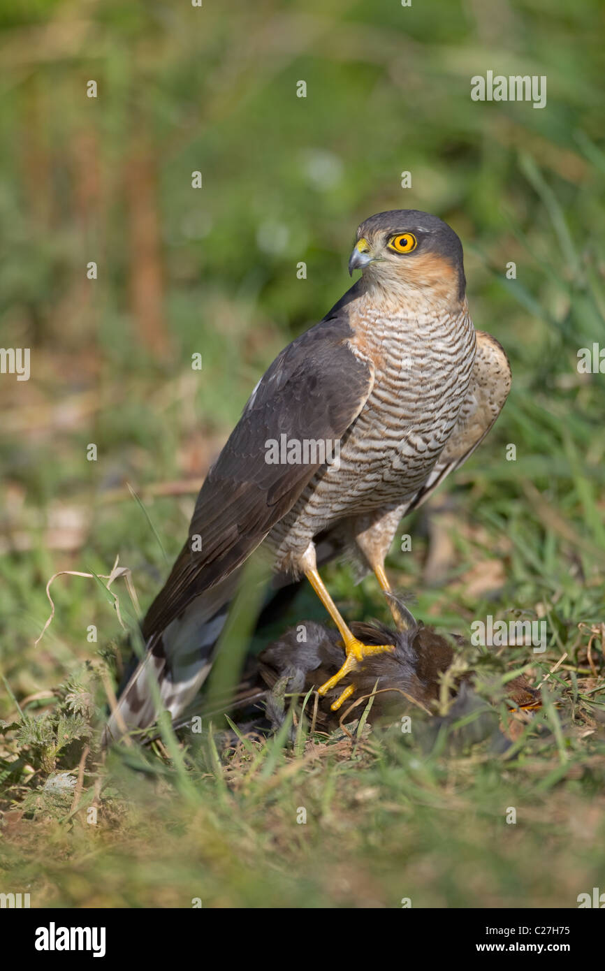 Sparrow Hawk Accipiter nisus with female blackbird kill in