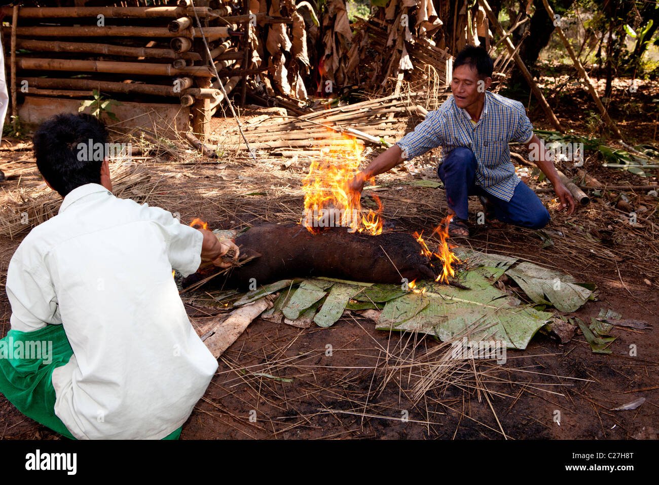 Lisu hill tribes man butcher pig for celebration new year, Ban Hay Ko, Mae Salong, Chiang Rai, Thailand Stock Photo