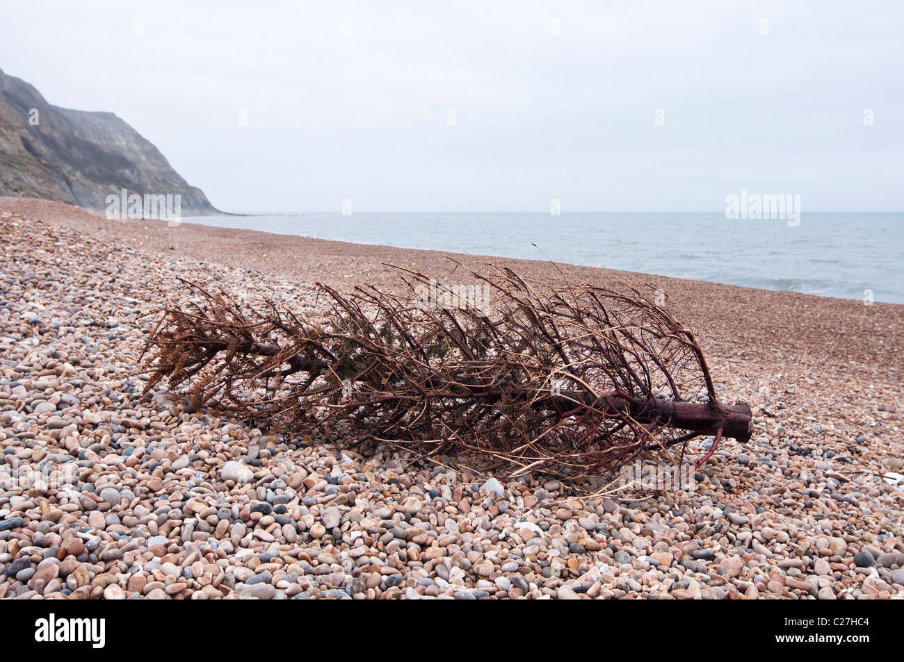 An discarded Christmas tree washed up on the pebble beach at Seatown, Dorset, UK. Stock Photo