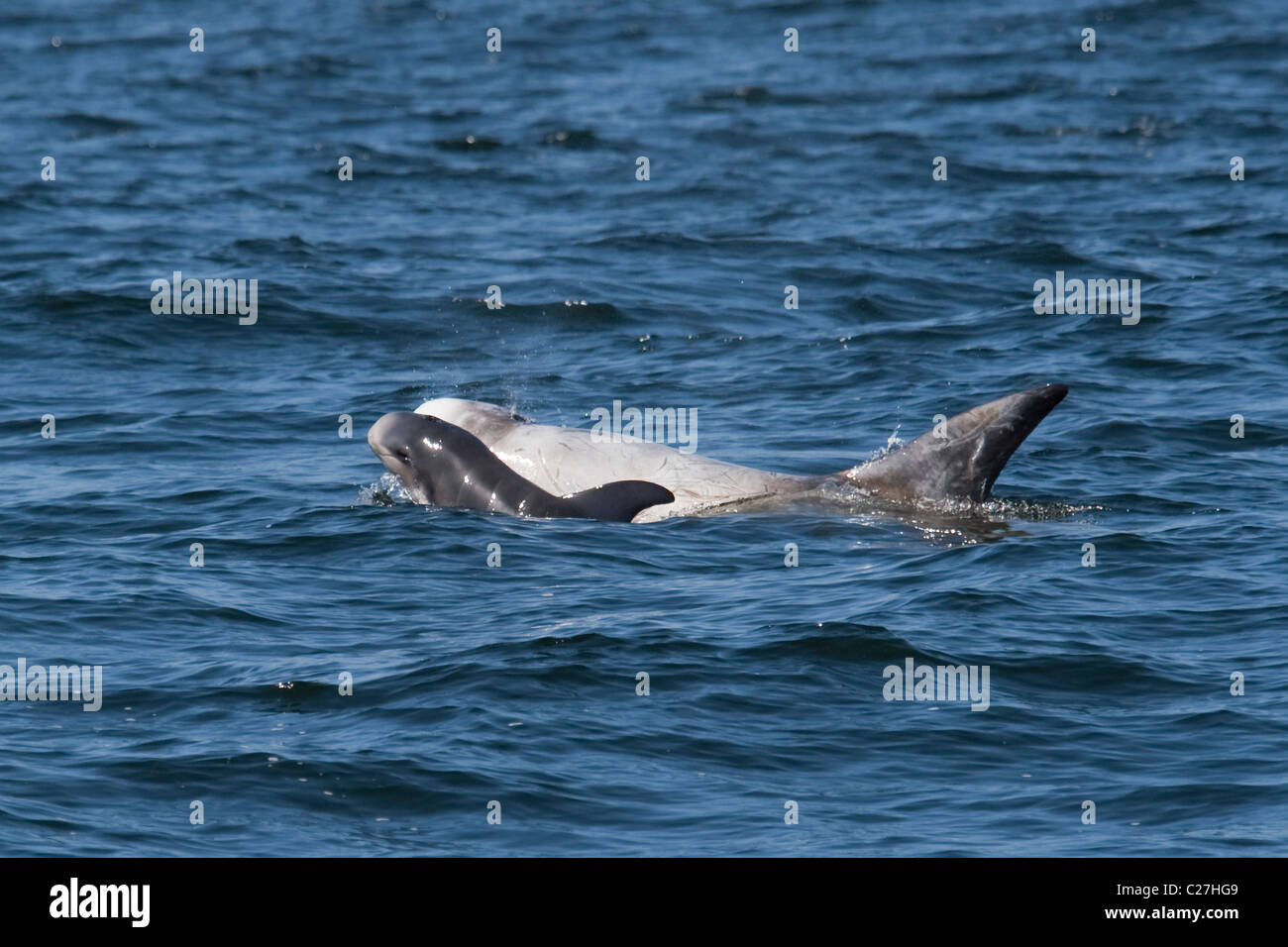 Risso's Dolphin Mother and Calf (Grampus griseus) surfacing. Monterey, California, Pacific Ocean. Stock Photo