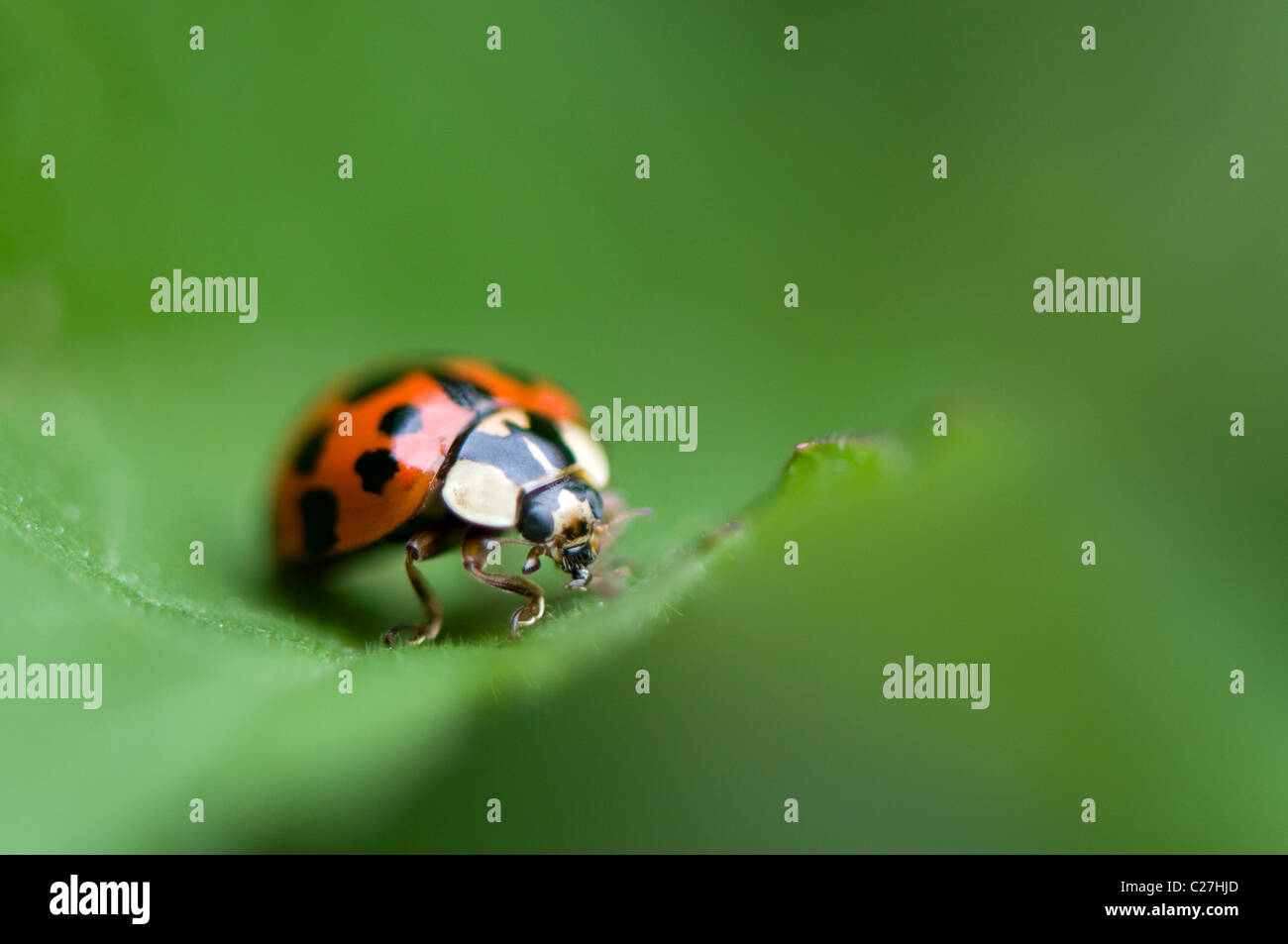 Harlequin Ladybird - Harmonia axyridis Stock Photo