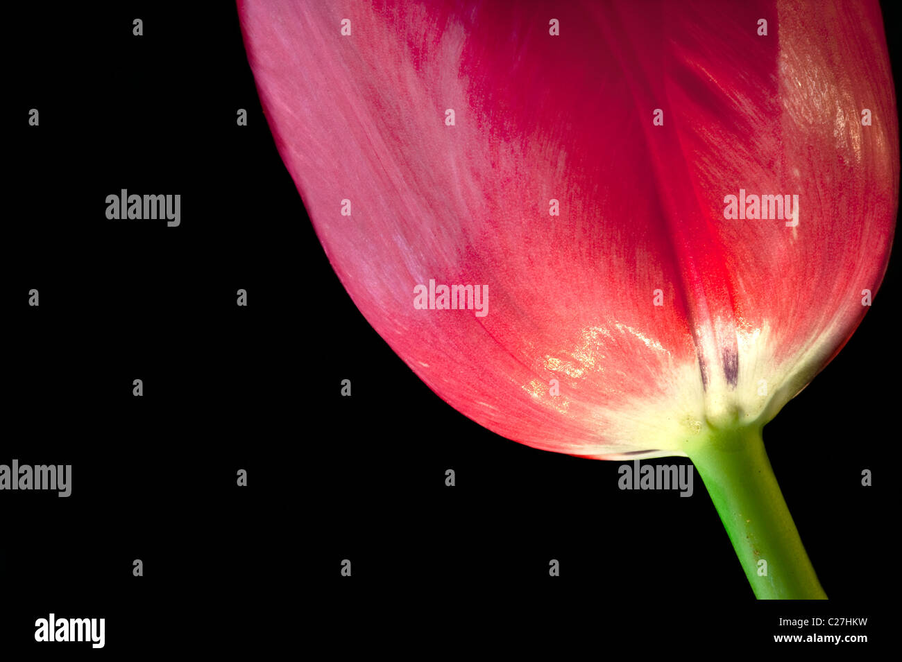 Macro close up of fresh spring red tulip on black background with copy space Stock Photo