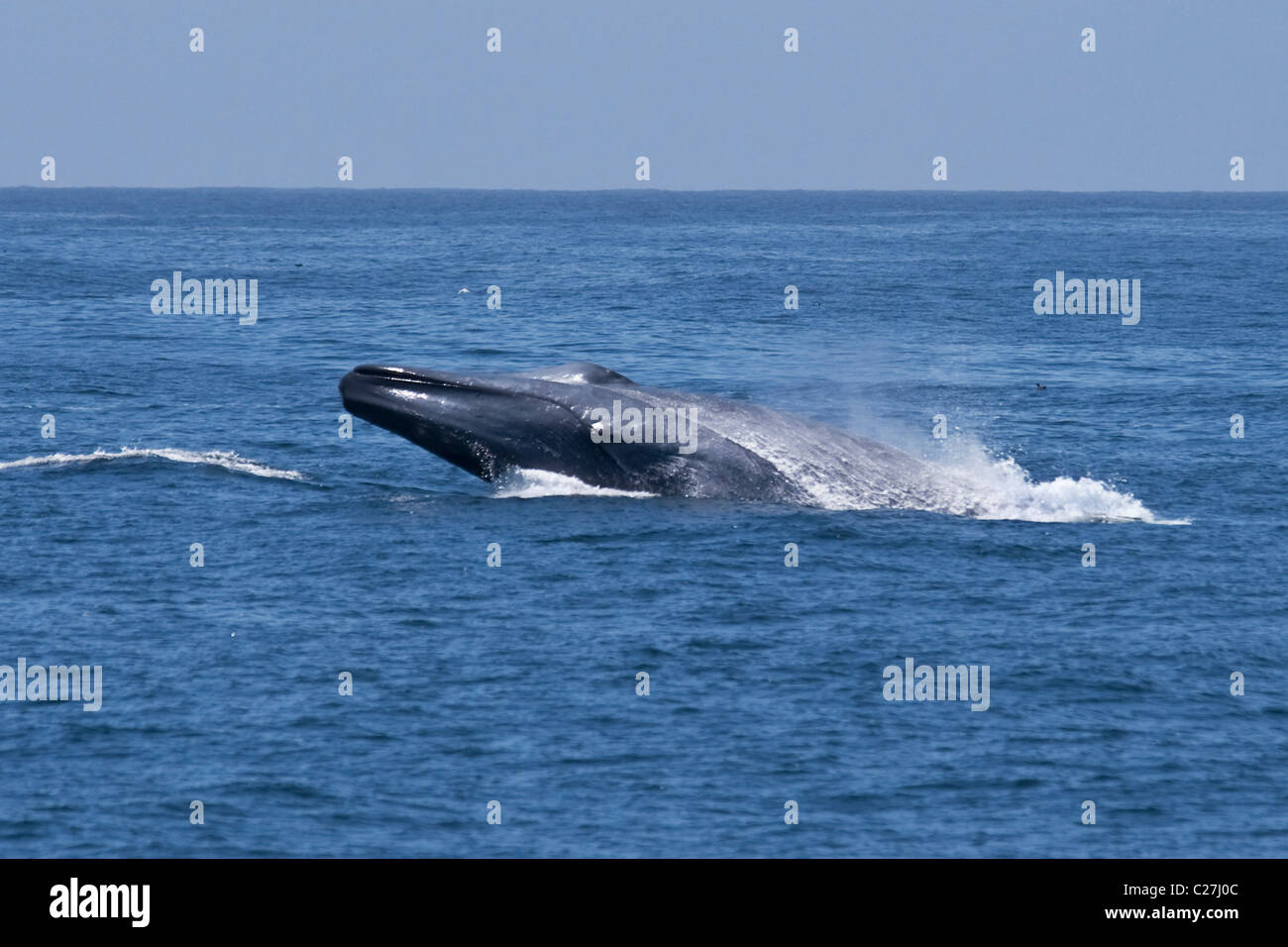Blue Whale (Balaenoptera Musculus) breaching, extremely rare unusual image. Monterey, Pacific Ocean. NOT A DIGITAL MANIPULATION. Stock Photo