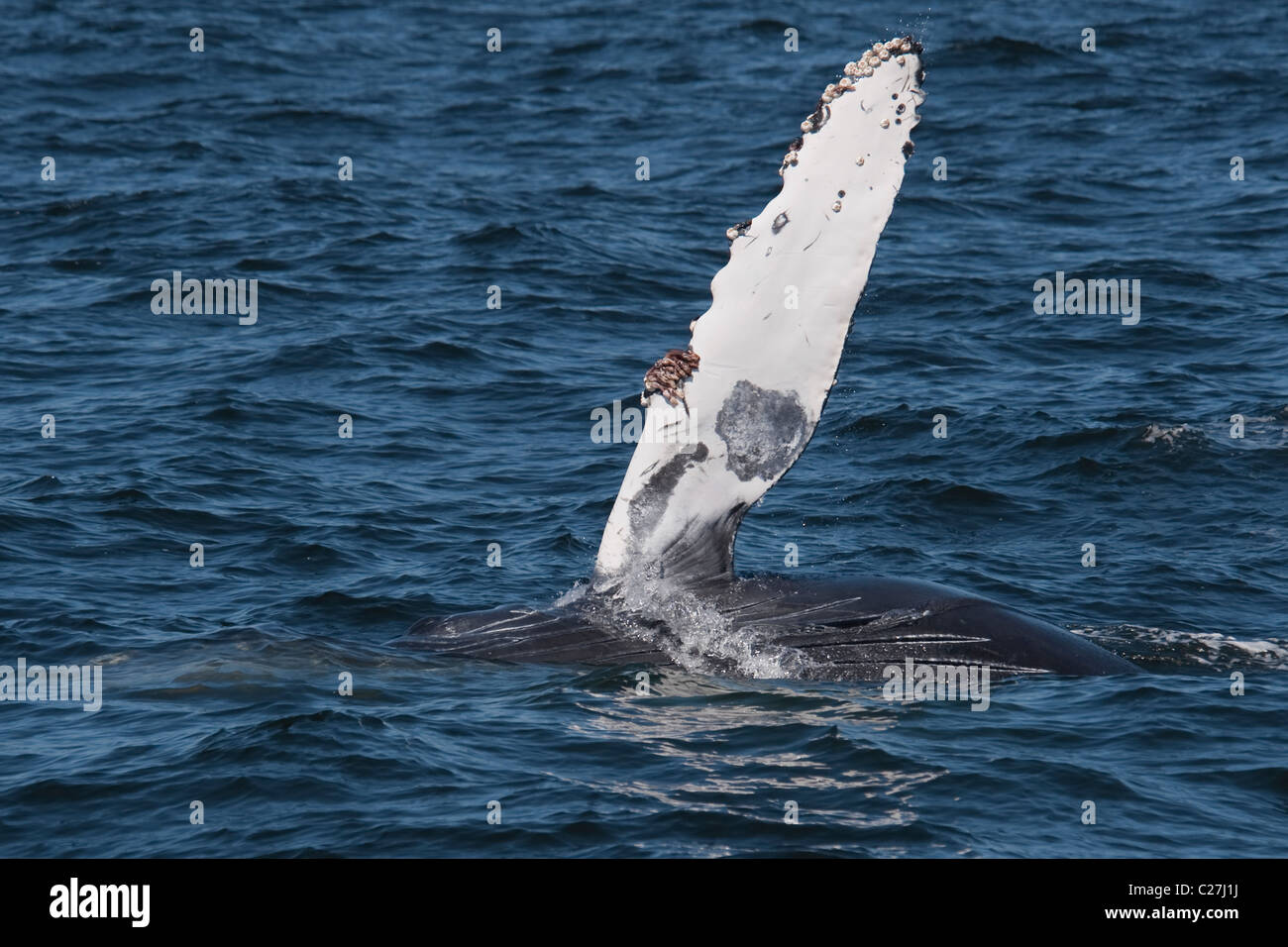 Humpback Whale Calf (Megaptera novaeangliae) surfacing with left flipper raised. Monterey, California, Pacific Ocean. Stock Photo