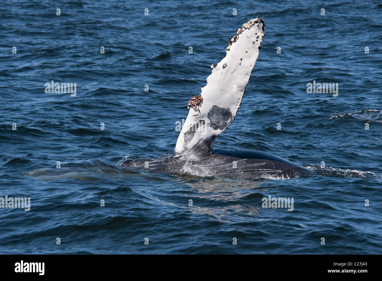 Humpback Whale Calf (Megaptera novaeangliae) surfacing with left flipper raised. Monterey, California, Pacific Ocean. Stock Photo