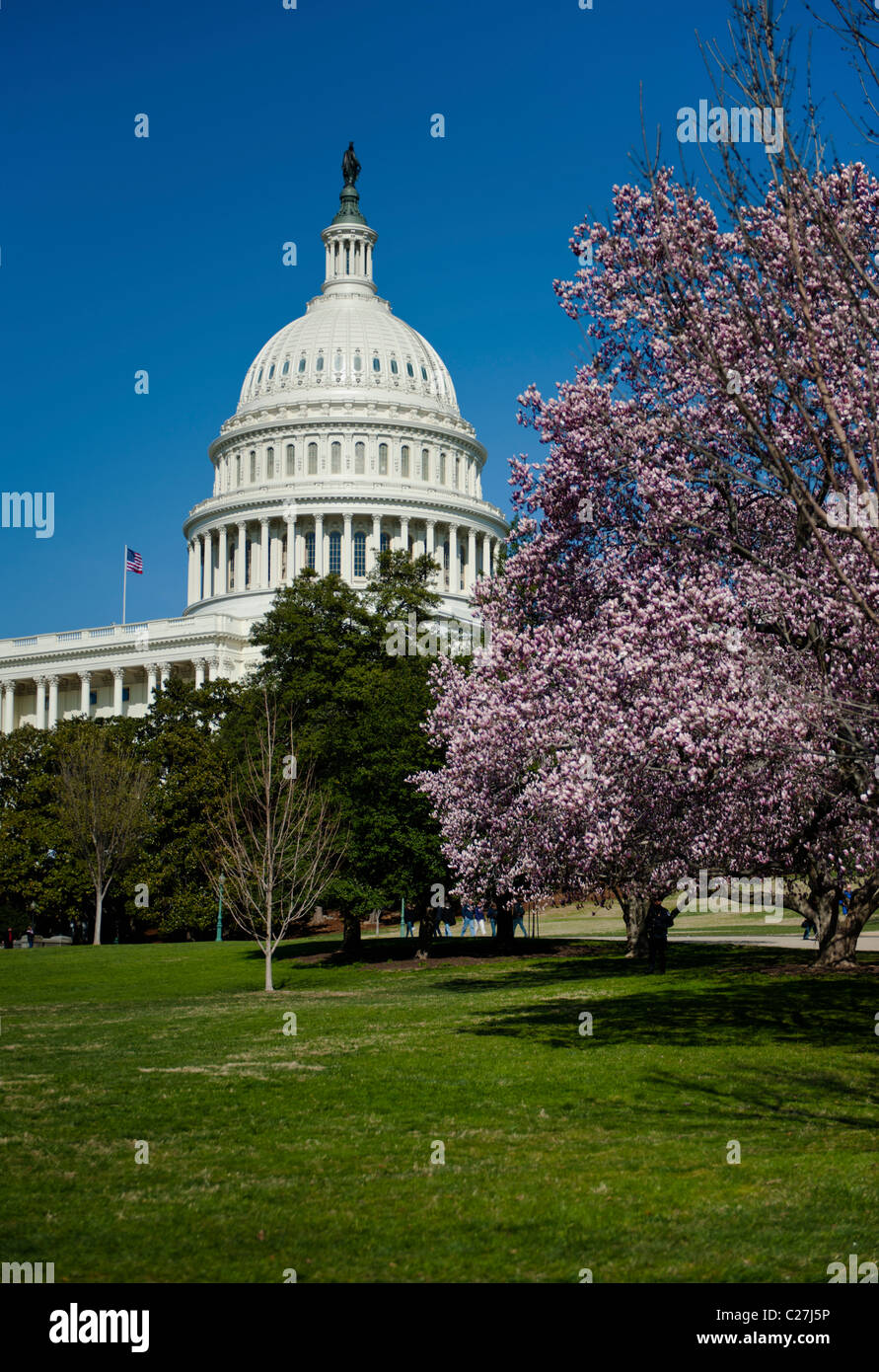 The US Capitol Building in the spring on a sunny day with tree's blooming Stock Photo