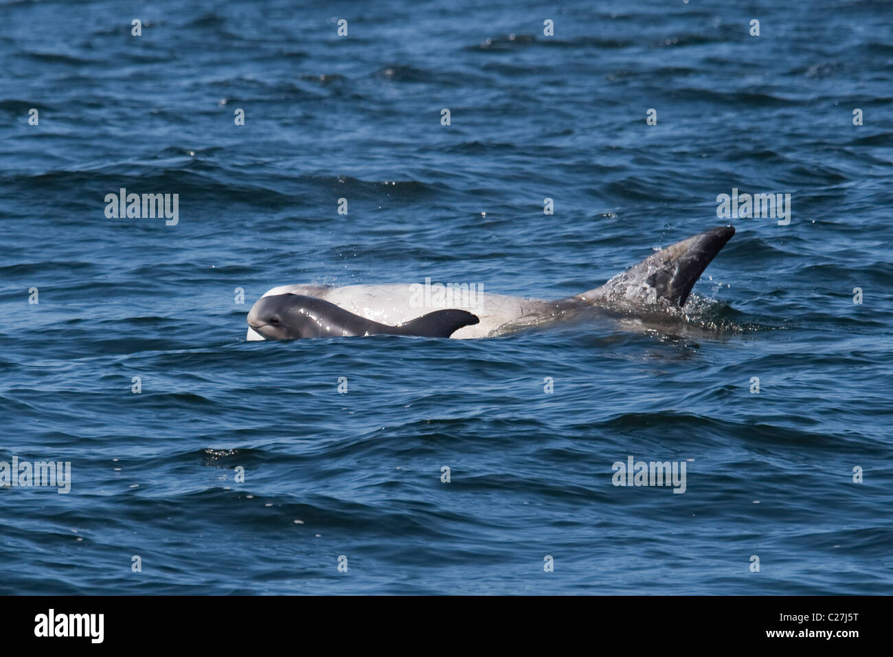 Risso's Dolphin Calf (Grampus griseus) surfacing. Monterey, California, Pacific Ocean. The calf is between 2 and 4 weeks old. Stock Photo