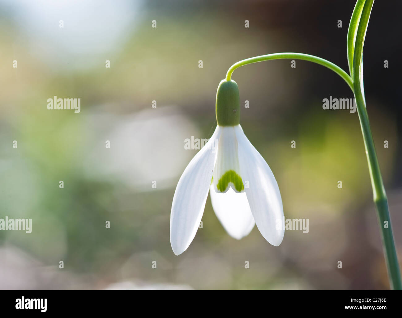 Fresh Spring snowdrop flowers with shallow depth of field and blurred bokeh background Stock Photo