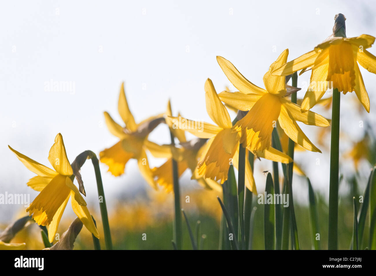 Low view of Spring daffodil flower shallow depth of field Stock Photo