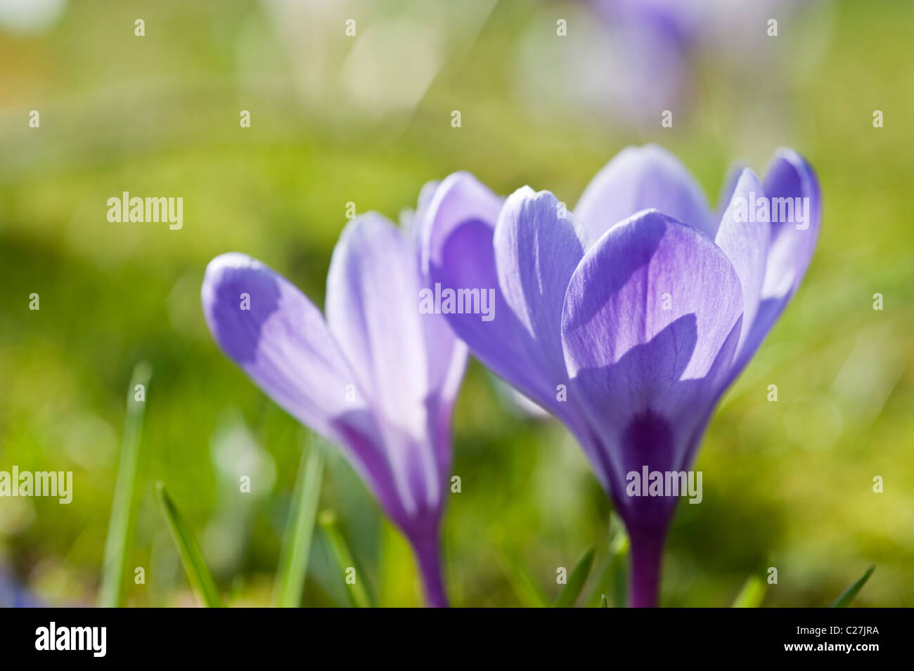 Fresh Spring crocus flower with shallow depth of field Stock Photo