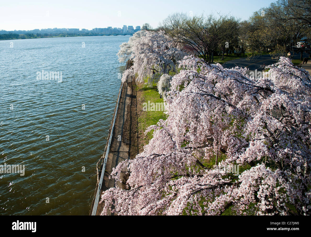 Potomac River and Cherry Trees from above during the National Cherry Blossom Festival in Washington DC Stock Photo