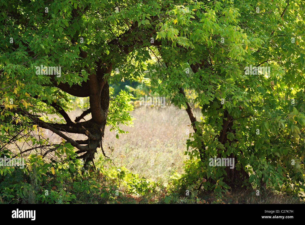 Fairy land hi-res stock photography and images - Alamy