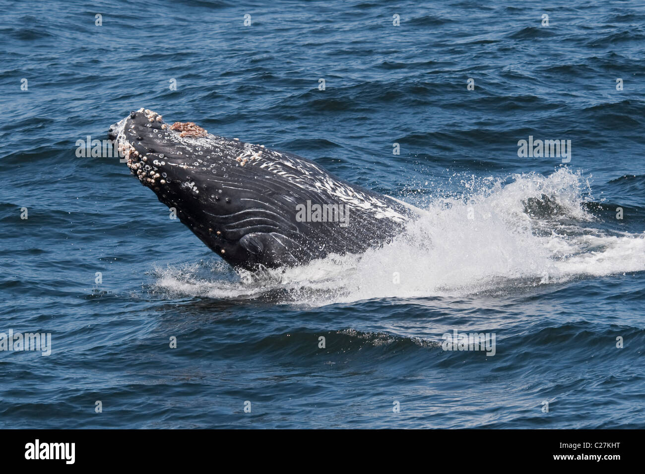 Humpback Whale Calf (Megaptera novaeangliae) partial breach. Monterey, California, Pacific Ocean. Stock Photo
