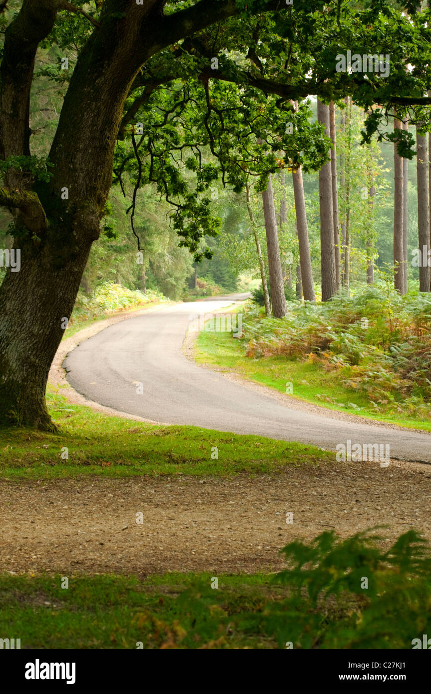Road leading through woodland in the New Forest Stock Photo Alamy