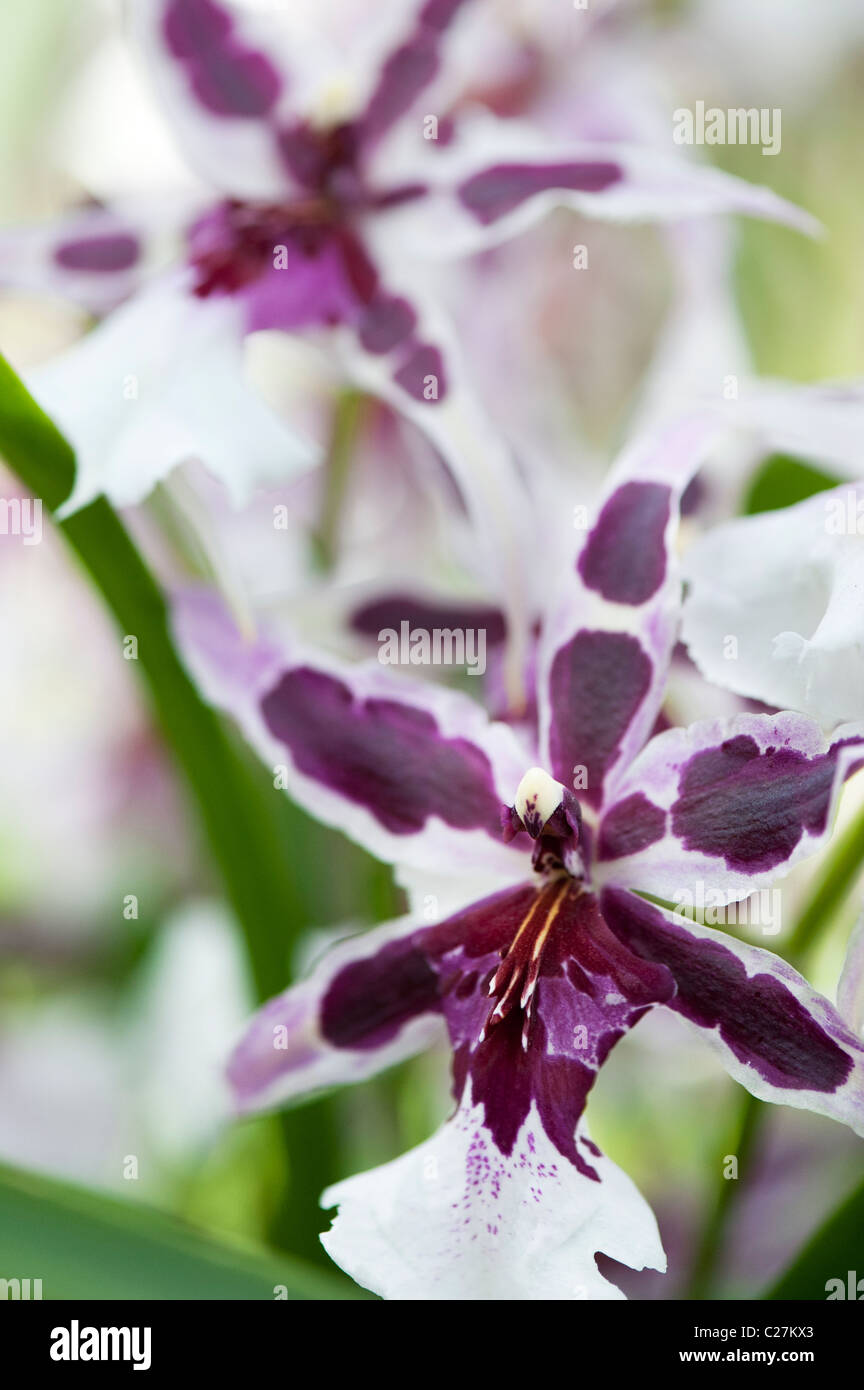 Beallara peggy ruth carpenter orchid. Hybrid Beallara orchid flower Stock Photo