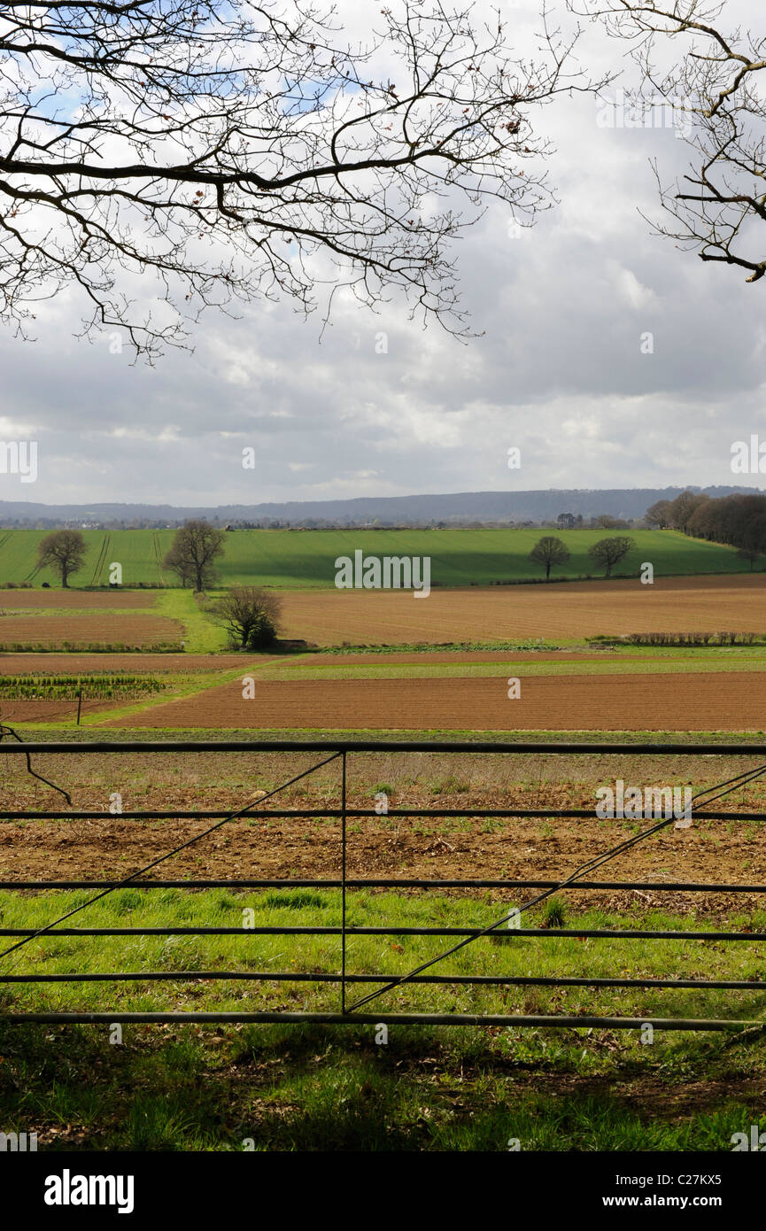 Asparagus fields in Sussex, England Stock Photo Alamy