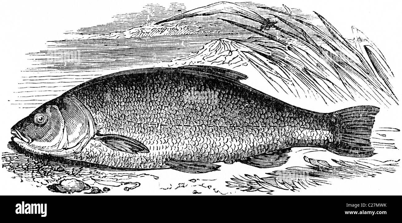 19th Century book illustration, taken from 9th edition (1875) of Encyclopaedia Britannica, of Tench Stock Photo