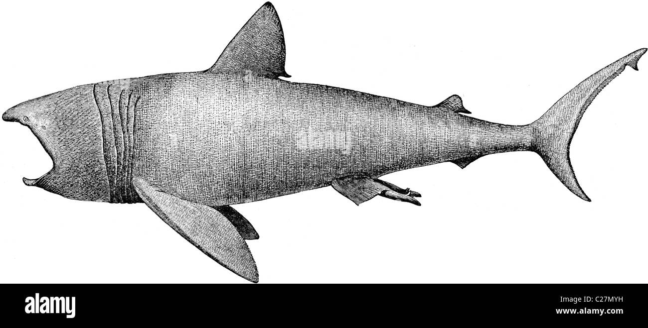 19th Century book illustration, taken from 9th edition (1875) of Encyclopaedia Britannica, of Basking Shark Stock Photo