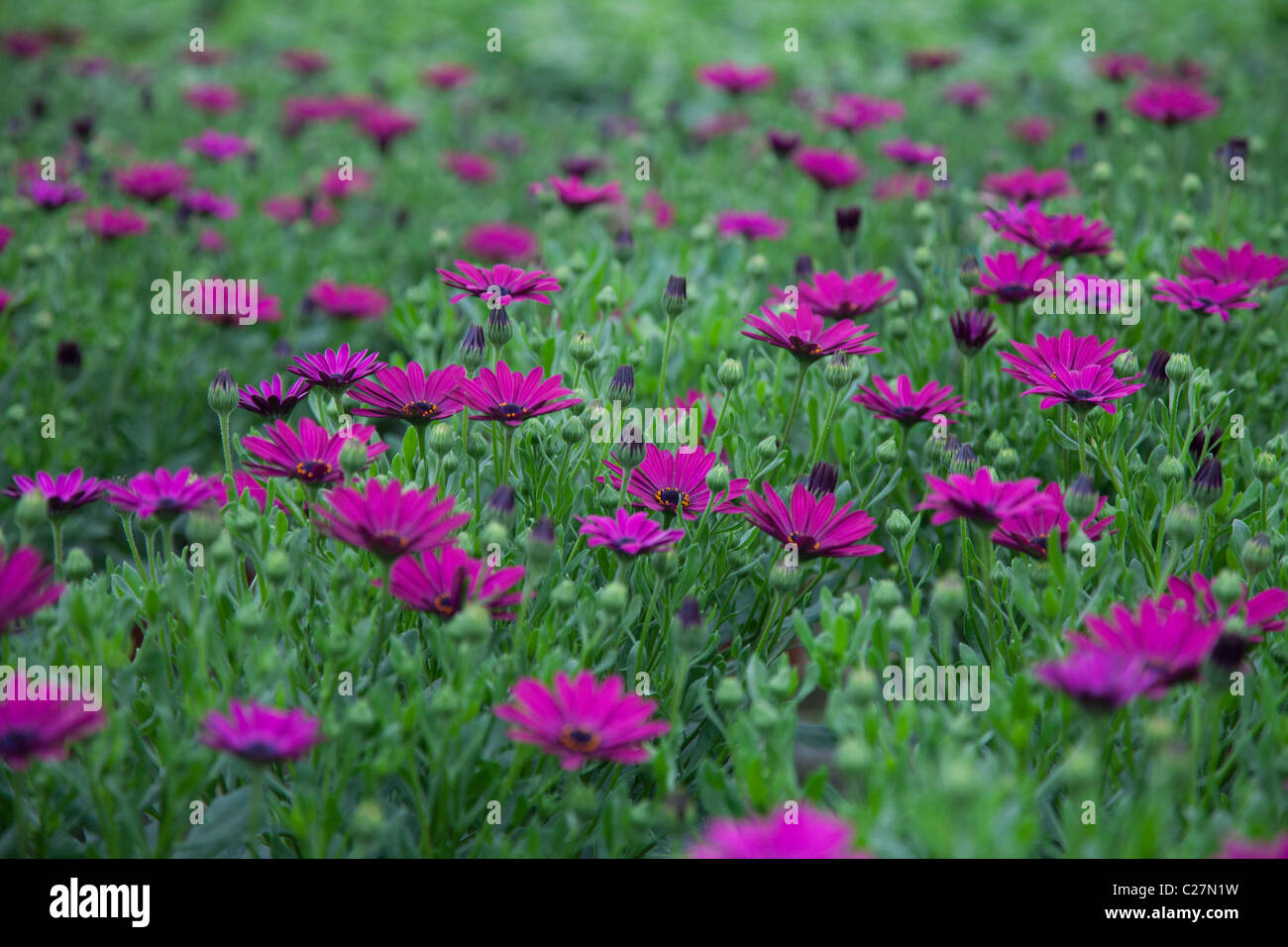 field of flowers in bloom Stock Photo