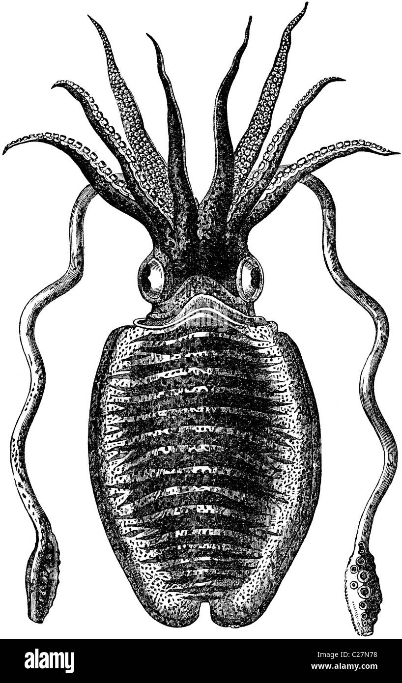 19th Century book illustration, taken from 9th edition (1875) of Encyclopaedia Britannica, of Sepia Officinalis Stock Photo